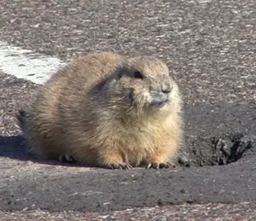 Alert prairie dog emerging from its burrow on a paved surface