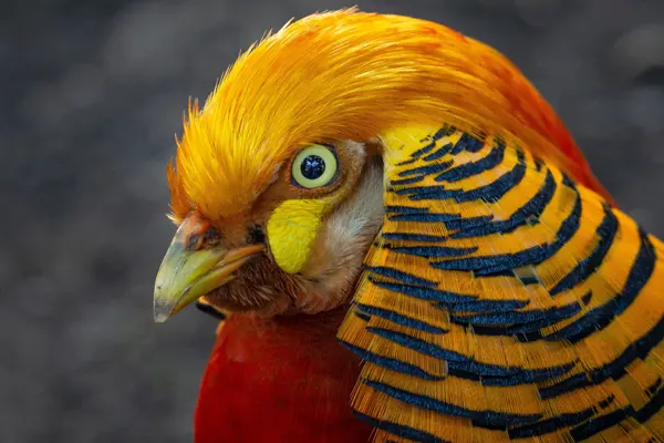 Close up of a Golden Pheasant’s head and neck