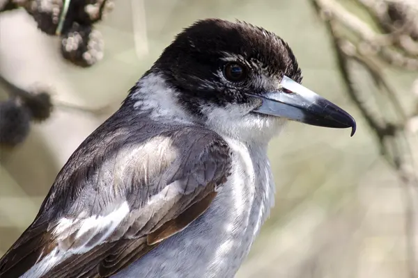 Close up of Grey Butcherbird on branch