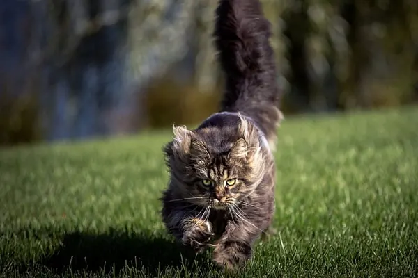 Dynamic Norwegian Forest Cat walking across a grassy landscape