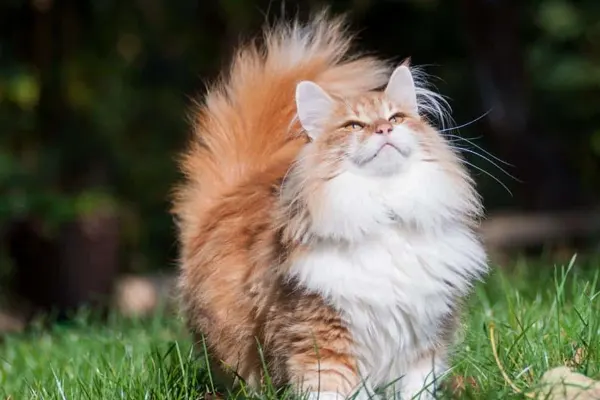 Fluffy Norwegian Forest Cat enjoying outdoors on grass