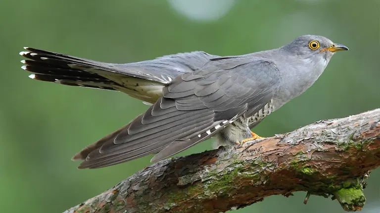 Common Cuckoo Bird