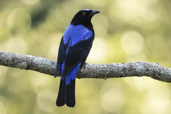 Vibrant Asian Fairy-Bluebird perched on a branch