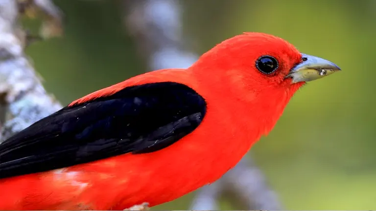 Scarlet Tanager