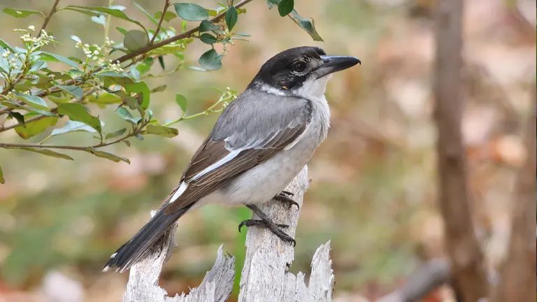 Grey Butcherbird