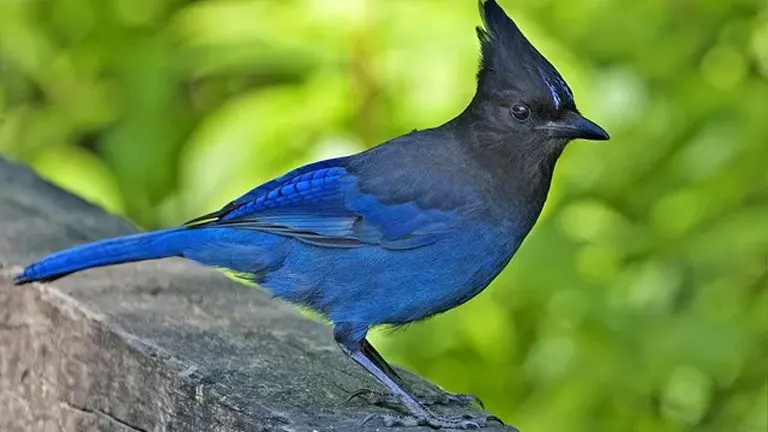 Steller's Jay 