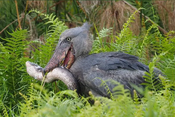 Shoebill bird with its beak open, holding a fish in a green foliage background
