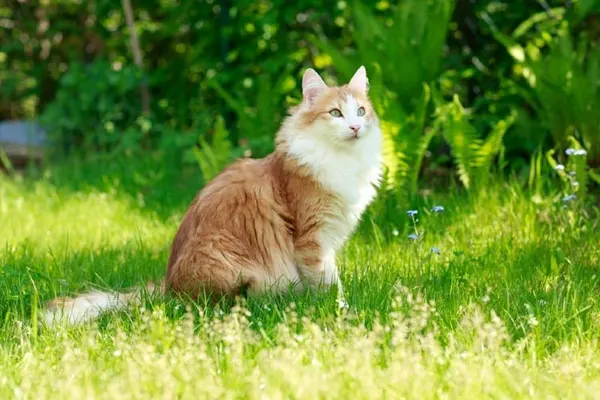 Attentive Norwegian Forest Cat sitting in a lush green garden