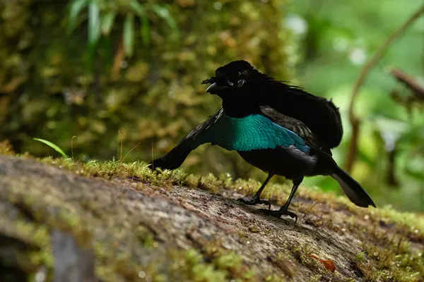 Greater Lophorina displaying vibrant blue plumage on a mossy branch in a woodland setting