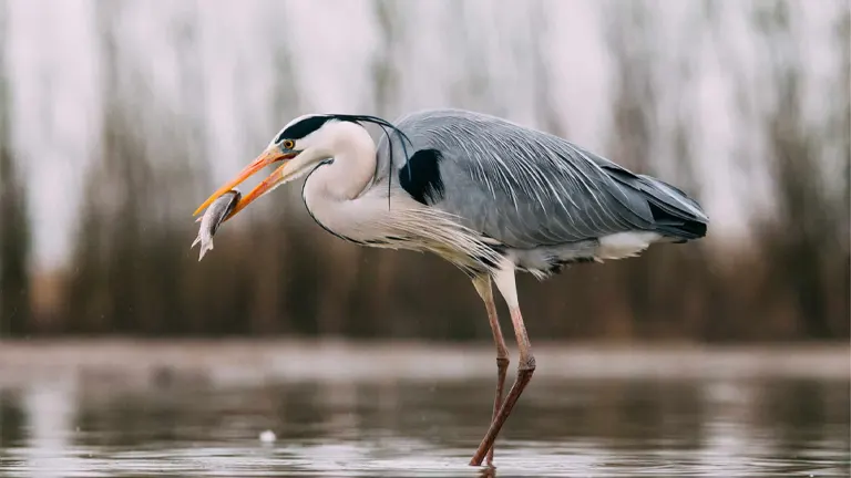 Grey Heron