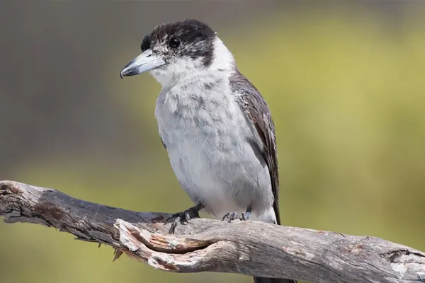 Profile of Grey Butcherbird on branch