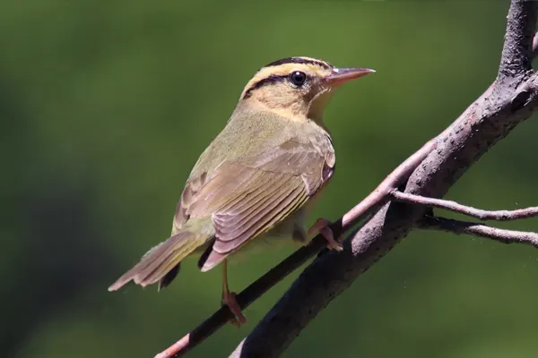 Worm-eating Warbler bird, characterized by its olive-green body and distinct head markings, perched on a dark, slender branch against a blurred green foliage background