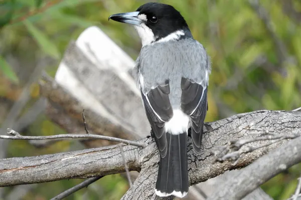 Profile of Grey Butcherbird with black head on tree branch