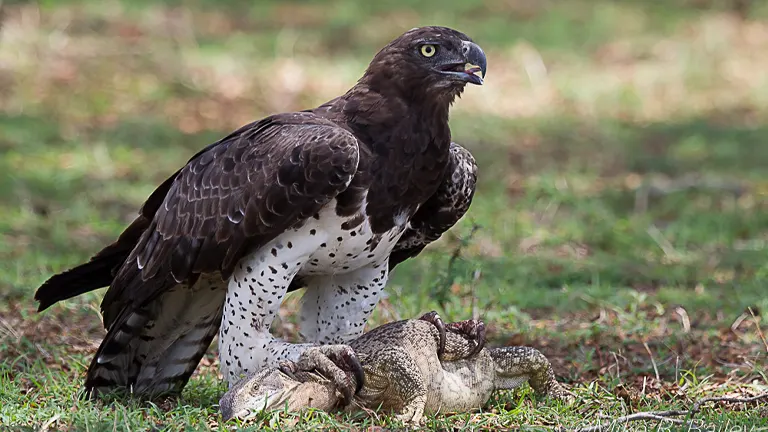 Martial Eagle