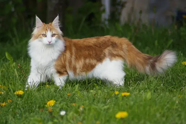 A Norwegian Forest Cat with orange and white fur sitting in a grassy field with yellow flowers