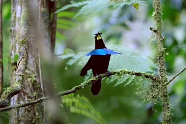 Greater Lophorina displaying vibrant blue plumage in a lush green forest