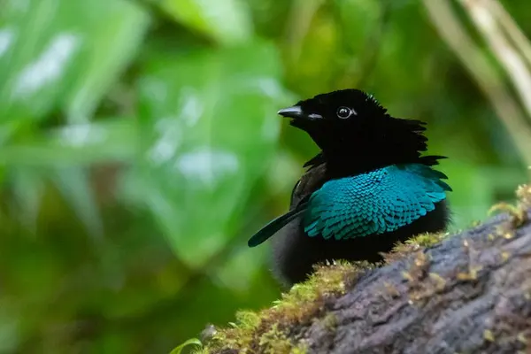 Greater Lophorina bird with striking black feathers on its head and body, and vibrant turquoise-blue feathers on its wings and chest