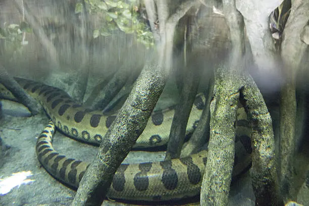Anaconda coiled around tree in jungle setting