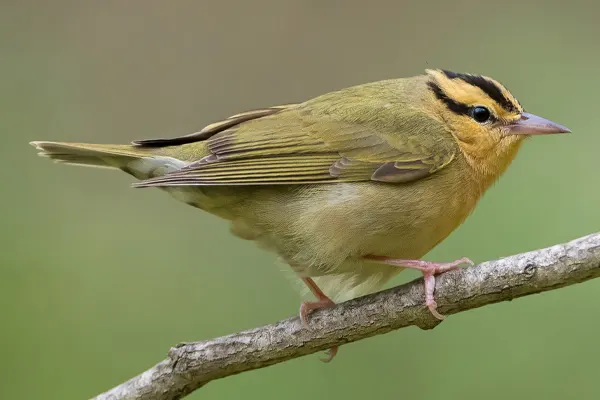 Worm-eating Warbler bird perched on a branch
