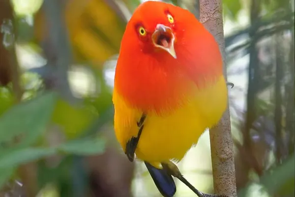 Flame Bowerbird with bright red and yellow plumage on branch