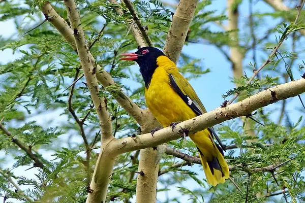 Black-Hooded Oriole perched on a branch