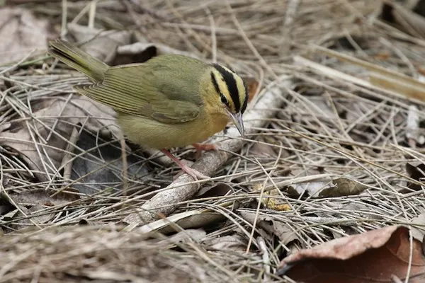 Worm-eating Warbler bird foraging amidst dry leaves and twigs on a forest floor