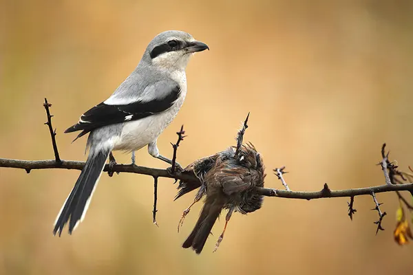 Northern Shrike bird perched on a branch with a small bird in its beak