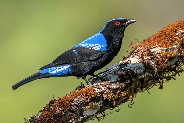 Vibrant Asian Fairy-Bluebird perched on a mossy branch in a natural environment