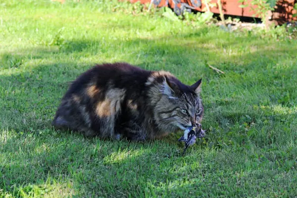 Dark-furred Norwegian Forest Cat crouching on green grass with a small bird in its mouth
