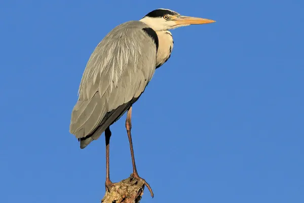Grey Heron standing on a tree stump against a blue sky