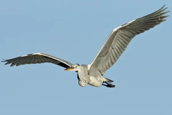 Grey Heron in flight against a clear blue sky