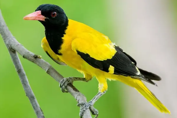 Black-Hooded Oriole on branch