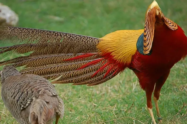 A Golden Pheasant with its wings spread in a grassy field