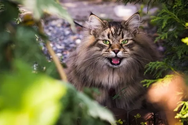 Norwegian Forest Cat with green eyes and fluffy fur amidst greenery