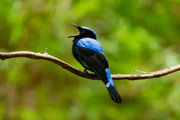 Vibrant Asian Fairy-Bluebird singing on a branch in a woodland setting