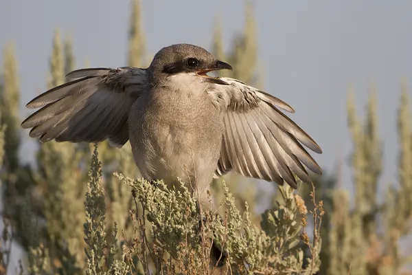 Northern Shrike bird perched on a bush with wings spread against a blue sky