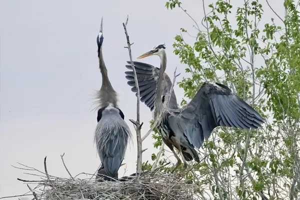Two Grey Herons in a nest, one spreading its wings