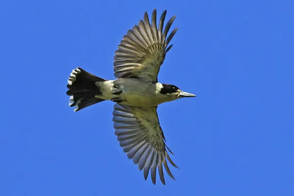 Grey Butcherbird in flight against blue sky