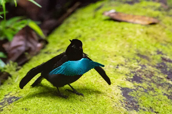 Greater Lophorina displaying vibrant blue plumage on mossy ground in a forest