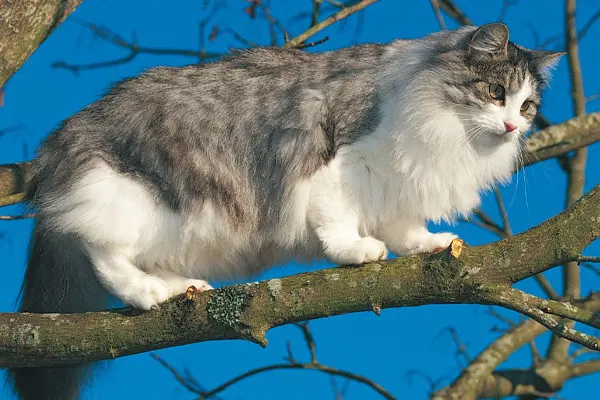 Alert Norwegian Forest Cat perched on a tree branch