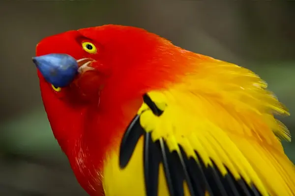 Close up of Flame Bowerbird with red and yellow feathers and blue beak