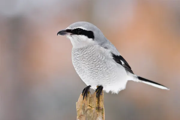 Northern Shrike perched on a branch against a blue sky