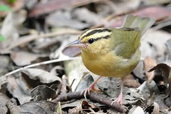 Worm-eating Warbler bird perched on forest floor amidst fallen leaves