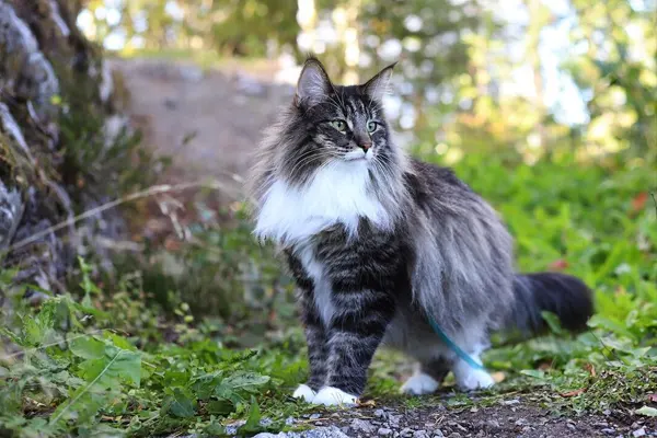 Norwegian Forest Cat with a lush coat standing outdoors