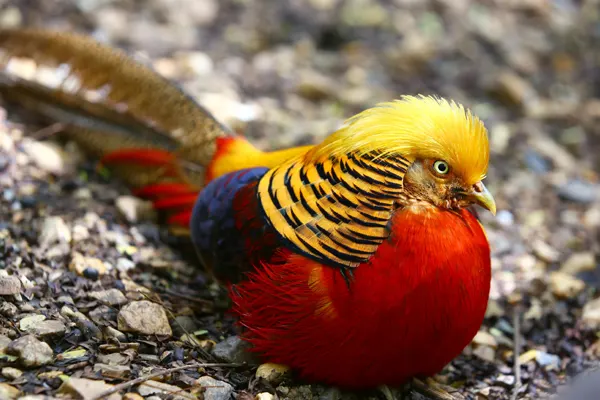 A colorful Golden Pheasant bird with a yellow crest and red body on a bed of rocks