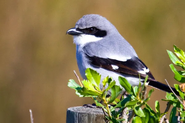 Northern Shrike on wooden post with green background