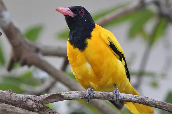 Black-Hooded Oriole facing camera on a branch