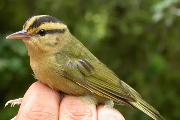 Worm-eating Warbler bird with olive-brown feathers and distinct black stripes on its head, perched gently on a person’s hand against a blurred green background
