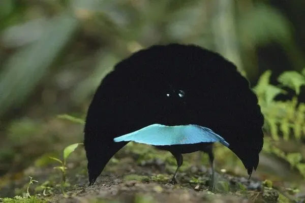 Greater Lophorina” bird displaying its vibrant blue chest and black plumage in a dimly lit forest