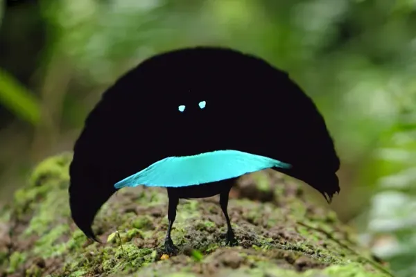 Greater Lophorina displaying vibrant blue plumage on moss-covered ground in a forest setting